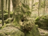 Druidenhain-4