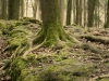 Druidenhain-7