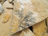 Fossiliensteinbruch_08