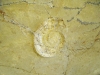 Fossiliensteinbruch_09