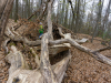 BA_Michelsberger-Wald-3