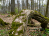 BA_Michelsberger-Wald-4