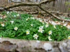 BA_Michelsberger-Wald-5