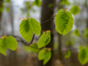 BA_Michelsberger-Wald-7