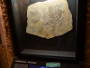 Naturkundemuseum-19