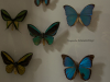 Naturkundemuseum-2