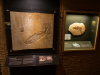 Naturkundemuseum-22