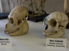 Naturkundemuseum-26