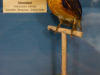 Naturkundemuseum-28