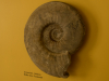 Naturkundemuseum-6