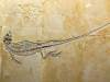 Naturkundemuseum-7