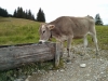 Ofterschwanger-Horn_01