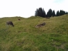 Ofterschwanger-Horn_02