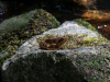 Saussbachklamm-5