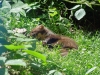 Tierfreigehege_06