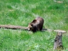 Tierfreigehege_09