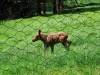 Tierfreigehege_12