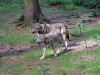 wildpark-poing_02