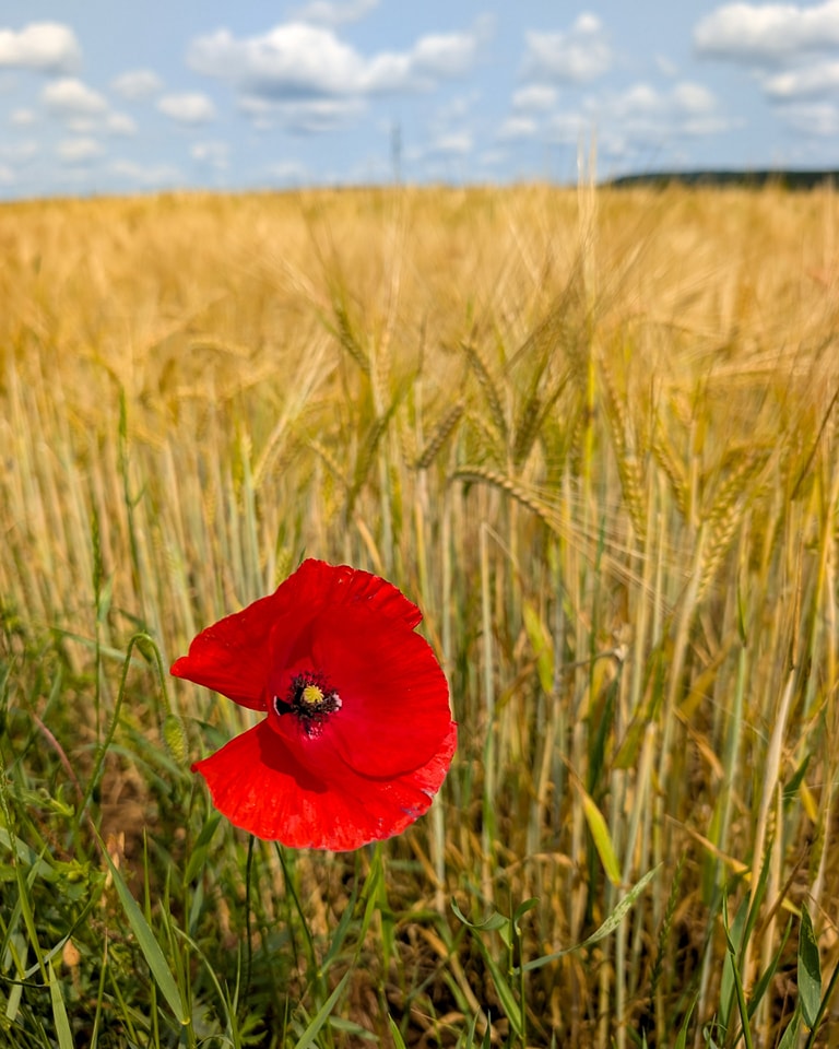 📸 zur Wochenmitte
Einfach herrlich, wie der Mohn überall blüht 😊